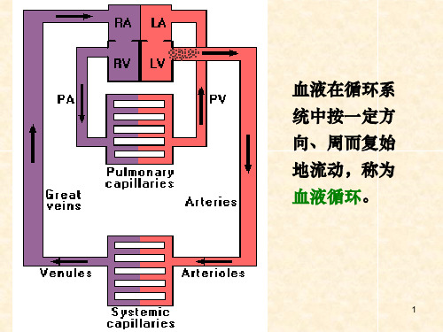 生理学  第四章 血液循环ppt课件