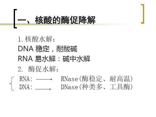 第八章核酸的降解和核苷酸代谢