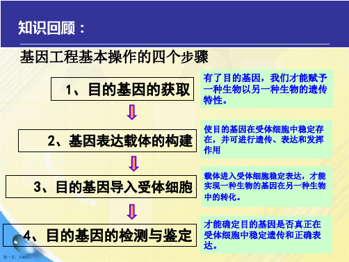 基因工程操作步骤