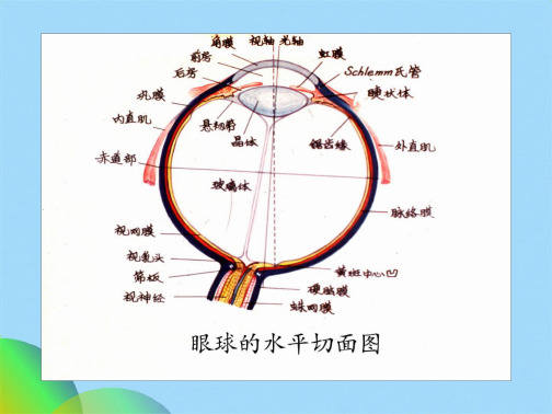 优选瞳孔变化的临床意义ppt(共17张PPT)