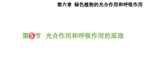 6.5 光合作用和呼吸作用的原理 课件(35张PPT)2022-2023学年苏教版生物七年级上册