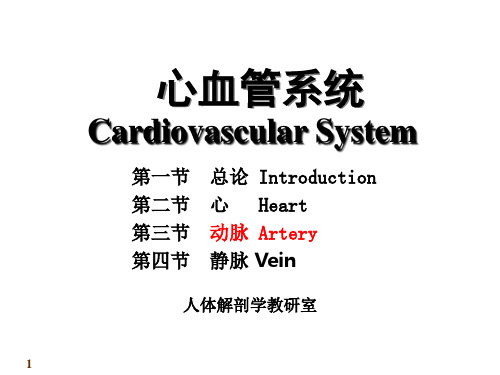 人体解剖学课件  动脉  ppt