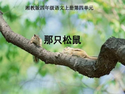 湘教版四年级上册《那只松》PPT课件-教育资料