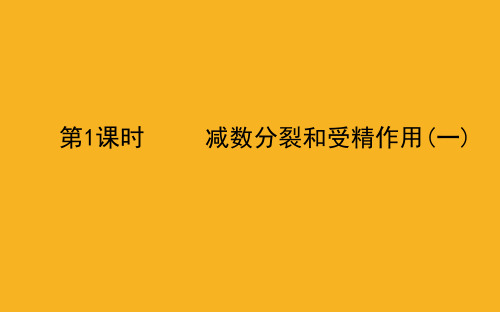 人教版 必修2 减数分裂和受精作用(一) 课件  (117张)