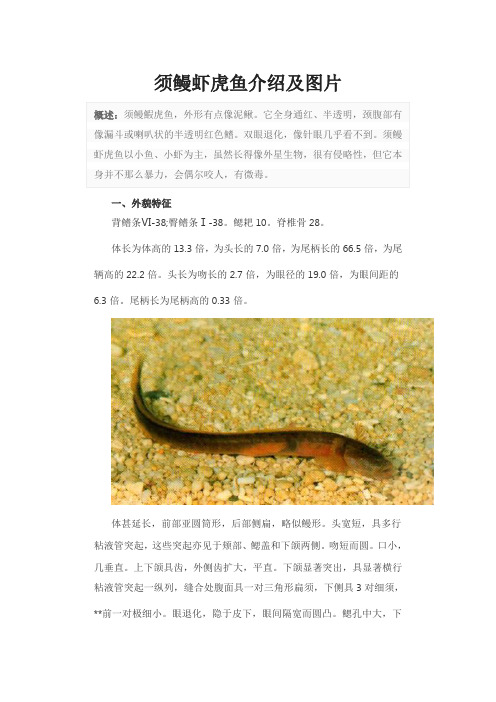 须鳗虾虎鱼介绍及图片