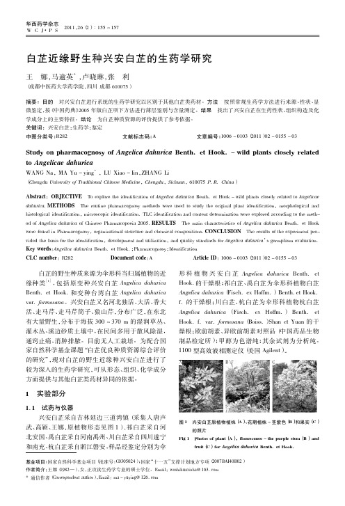 白芷近缘野生种兴安白芷的生药学研究