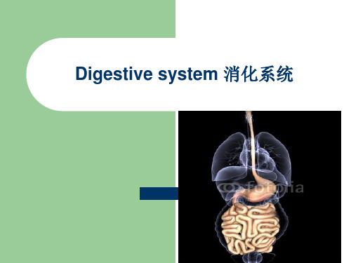 Digestive System