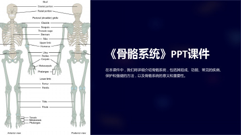 《骨骼系统》课件