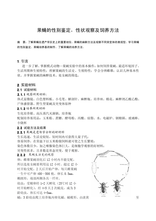 果蝇的性别鉴定,性状观察及饲养方法