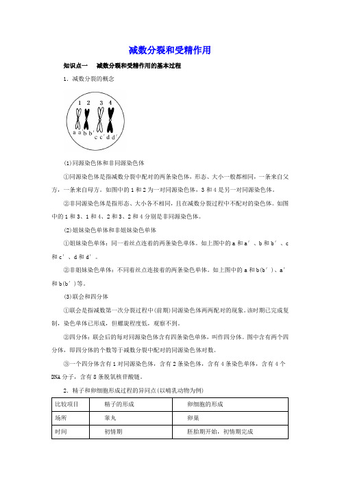 减数分裂和受精作用 知识点总结与重难点