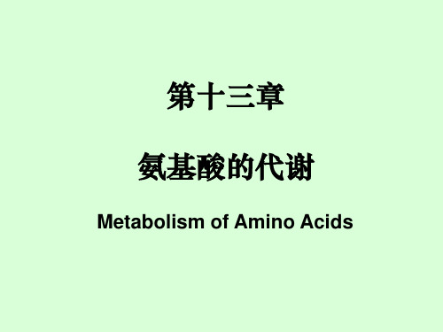 生物化学:13氨基酸代谢