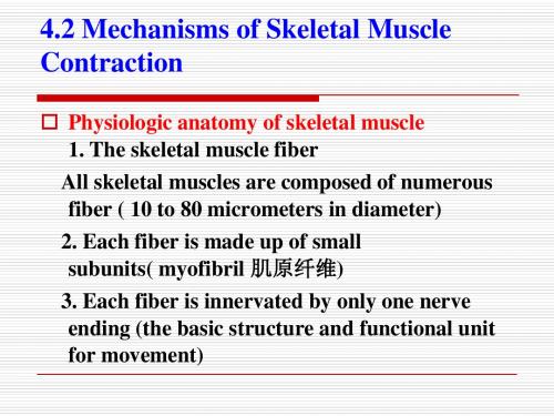 细胞及其功能-肌肉的收缩