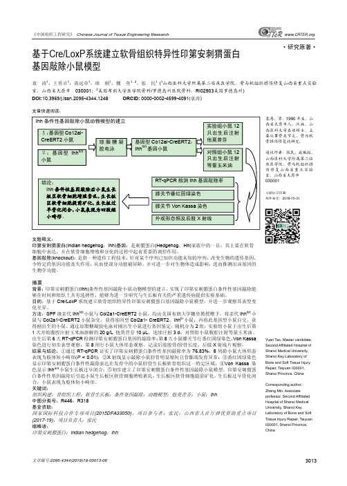 基于CreLoxP系统建立软骨组织特异性印第安刺猬蛋白基因敲除小鼠模型