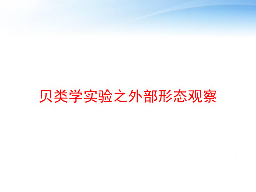 贝类学实验之外部形态观察 ppt课件