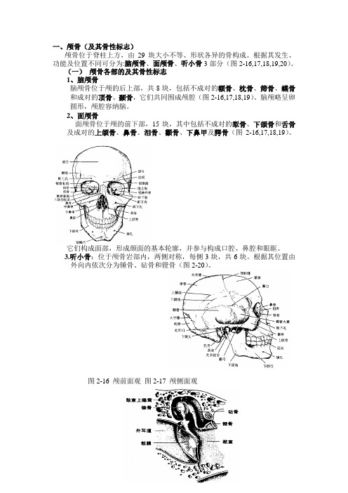 颅骨及其连结