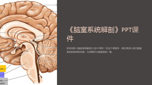 《脑室系统解剖》课件