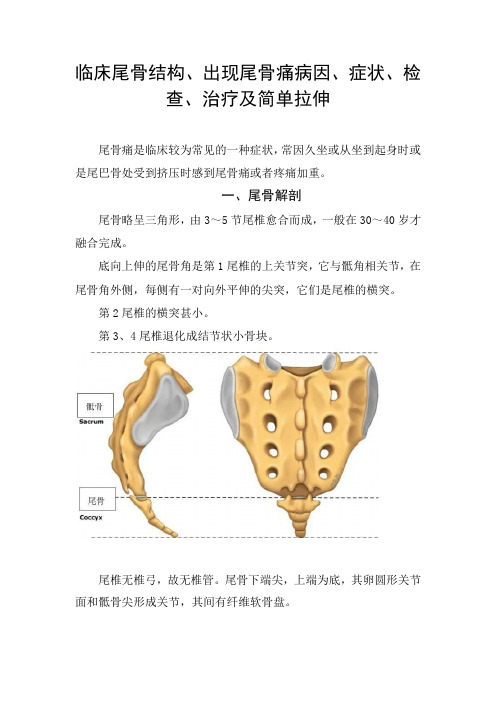 临床尾骨结构、出现尾骨痛病因、症状、检查、治疗及简单拉伸