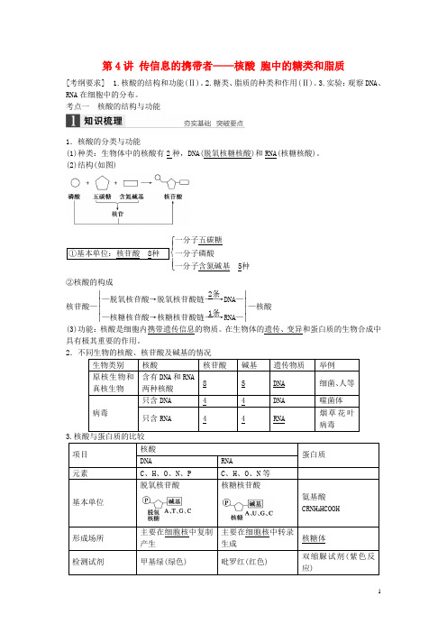 高考生物大一轮复习第4讲遗传信息的携带者核酸细胞中的糖类和脂质(含解析)