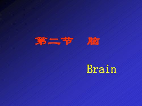 brain