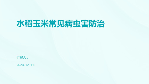 水稻玉米常见病虫害防治