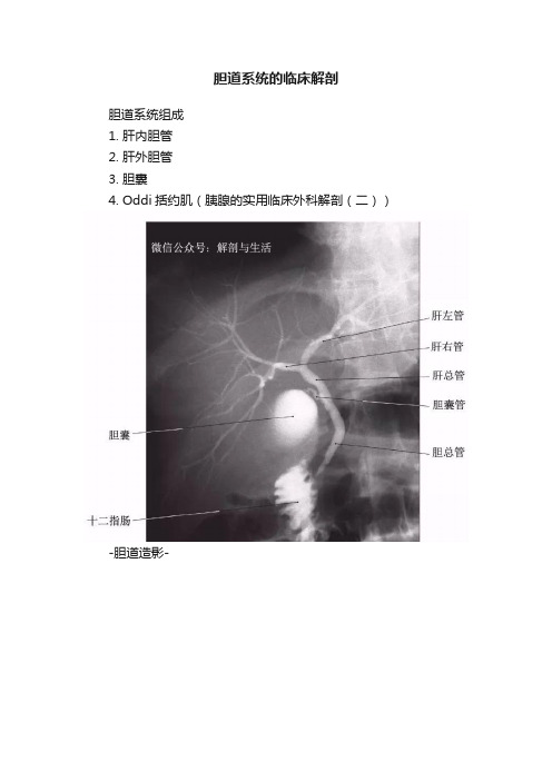 胆道系统的临床解剖