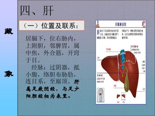 第05章藏象概说(肝肾