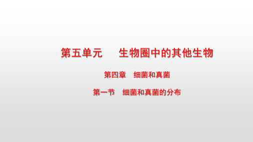 最新人教版八年级生物上册第五单元第四章细菌和真菌PPT