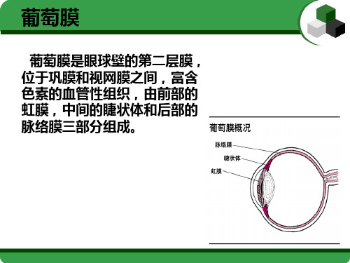 葡萄膜炎护理查房PPT课件