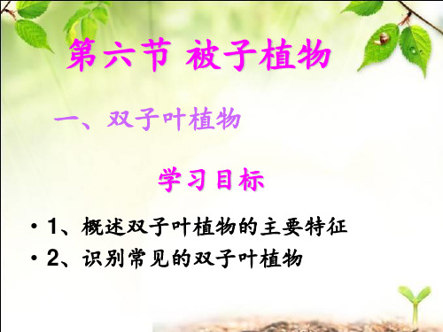 冀教版生物_双子叶植物 ppt课件