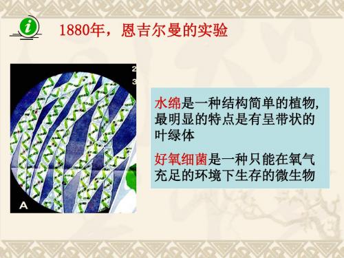 [中学联盟]江苏省无锡市前洲中学苏科版七年级生物上册课件：4.1植物的光合作用2