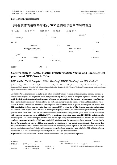 马铃薯质体表达载体构建及GFP基因在块茎中的瞬时表达