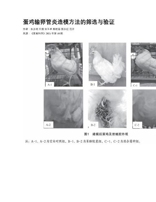 蛋鸡输卵管炎造模方法的筛选与验证