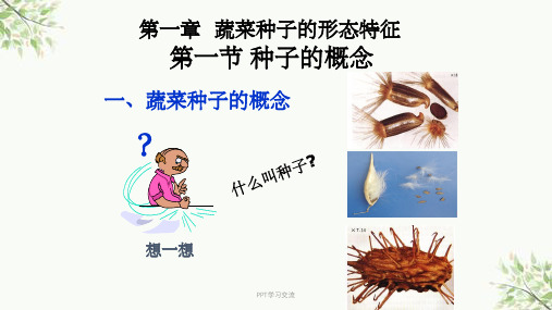 蔬菜种子形态特征课件