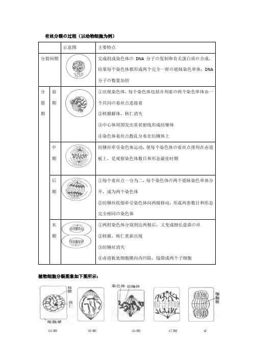 有丝分裂和减数分裂的过程和图像