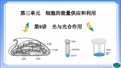 高中生物光与光合作用