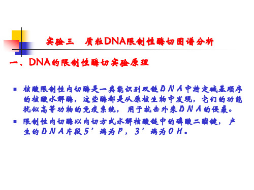 质粒DNA限制性酶切图谱分析