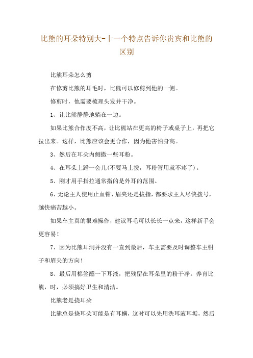 比熊的耳朵特别大-十一个特点告诉你贵宾和比熊的区别