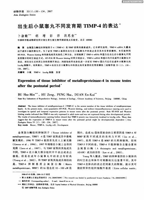 出生后小鼠睾丸不同发育期TIMP-4的表达