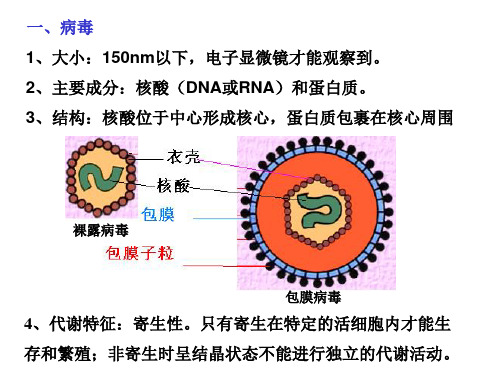 显微镜下的微生物