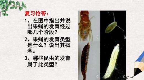 八年级生物上册4.2.1昆虫的生殖和发育课件2新版济南版