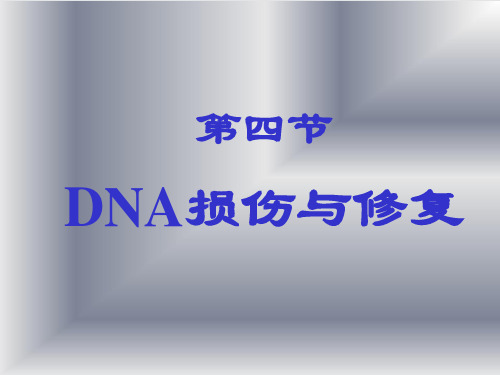 DNA损伤与修复