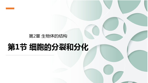 第一节 细胞的分裂与分化课件2024-2025学年沪教版生物七年级上册