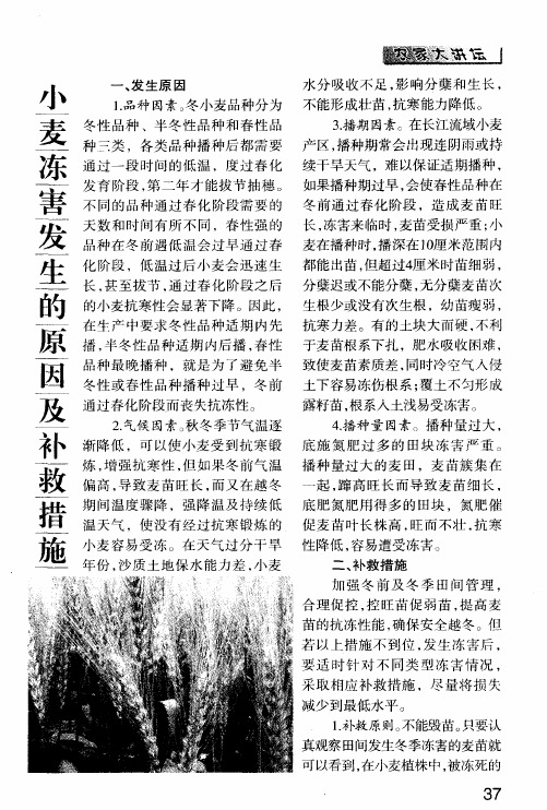 小麦冻害发生的原因及补救措施