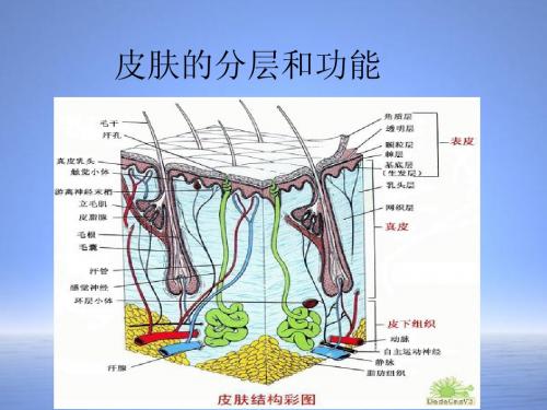 组胚终极版