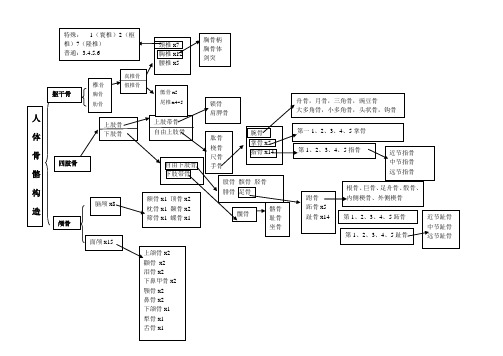 人体骨骼(结构图形式总结)