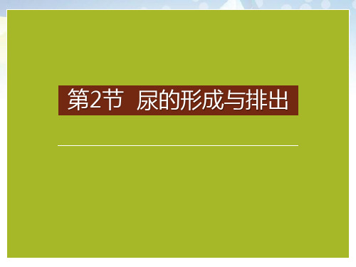 《尿的形成与排出》PPT课件下载 图文