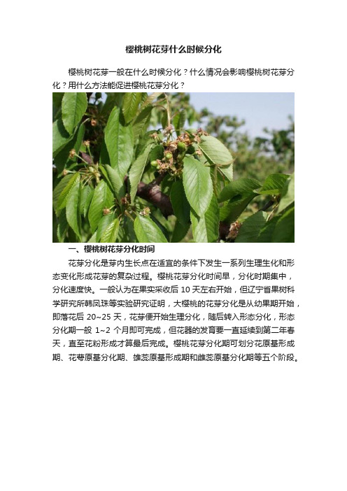 樱桃树花芽什么时候分化