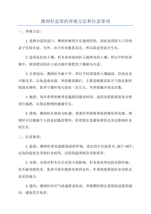 澳洲杉盆景的养殖方法和注意事项