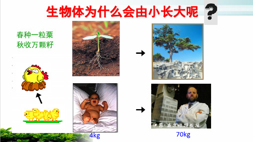 人教版七年级生物上册细胞通过分裂产生新细胞PPT完整版