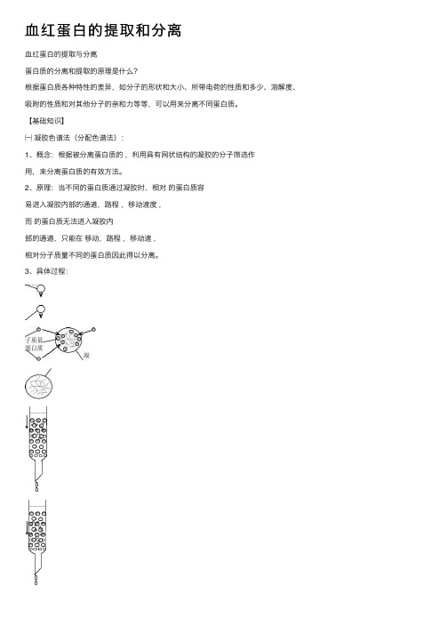 血红蛋白的提取和分离